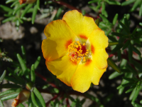 Портулак цветущий