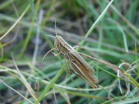 Кузнечик на травинке