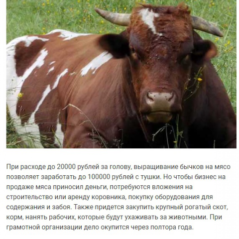 Бизнес-план по выращиванию на мясо бычков