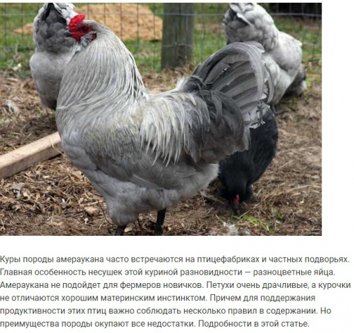 Описание породы кур амераукана