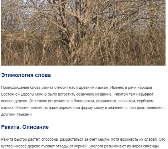 Статья "Что за дерево ракита? Значения слова"