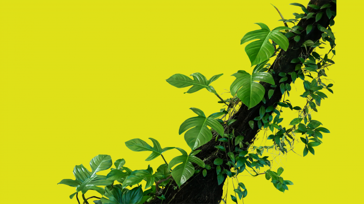 Обтравка растения