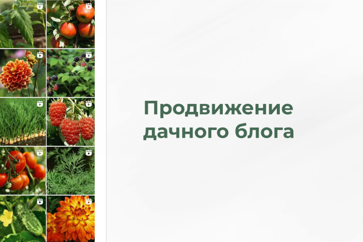 Продвижение дачного блога