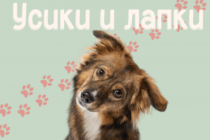 Ветеринарная клиника