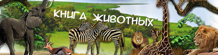 Обложка для группы вк