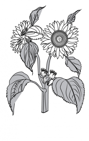 Работа 3476482