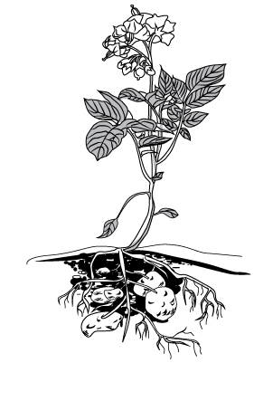 Работа 3476477