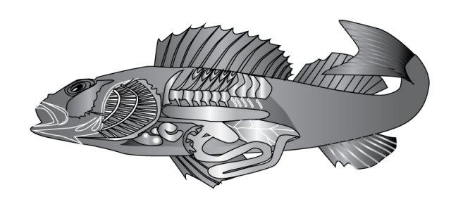 векторная графика для учебника биологии