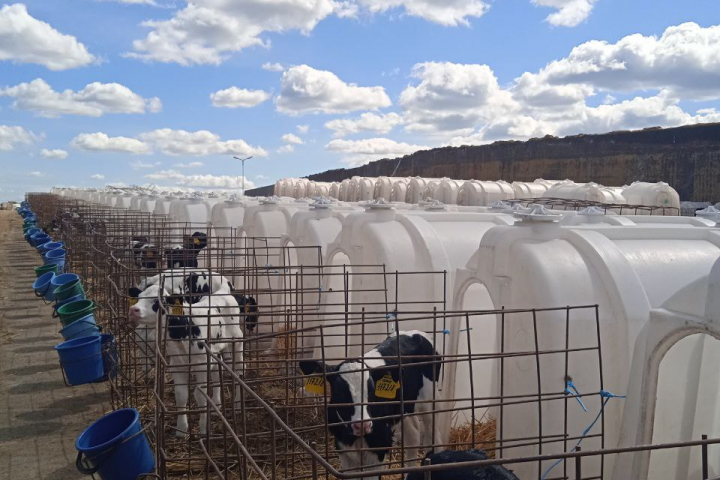 Телячий рай