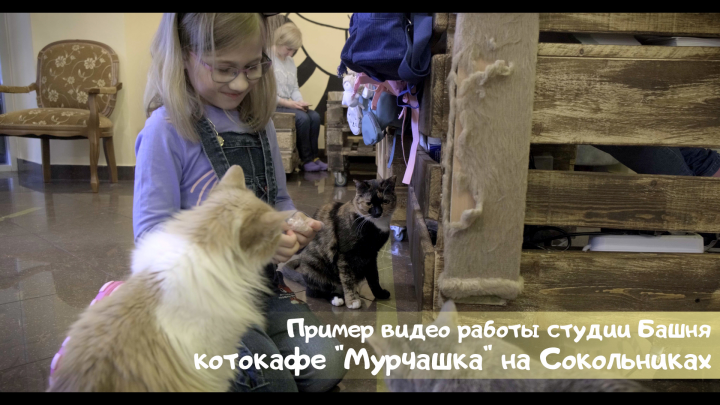 Ролик о котокафе Мурчашка в Сокольниках.