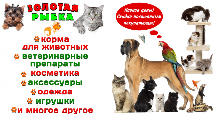 Золотая рыбка