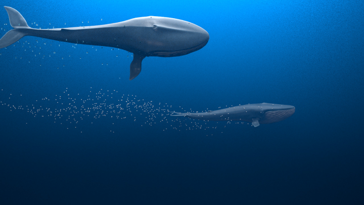 Whales Render