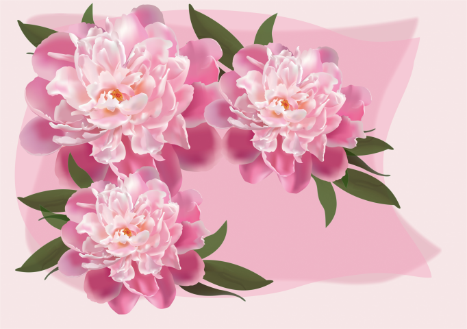 Открытка "Пионы"