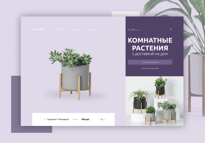 Комнатные растения с доставкой на дом