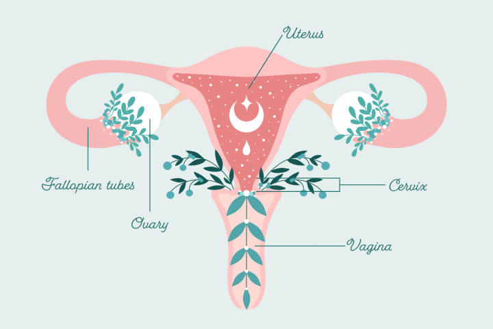Женская репродуктивная система