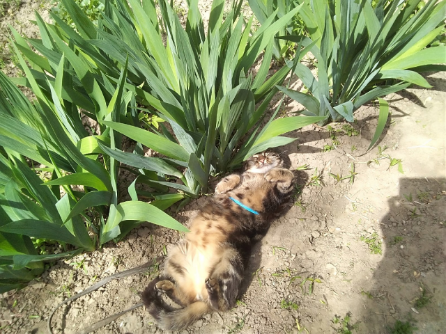 Ваш бенгальский кот