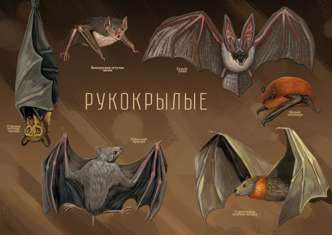Иллюстрация для научно-популярного издания
