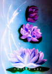 Lotos Flovers