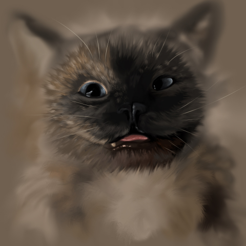 Кот Маркус