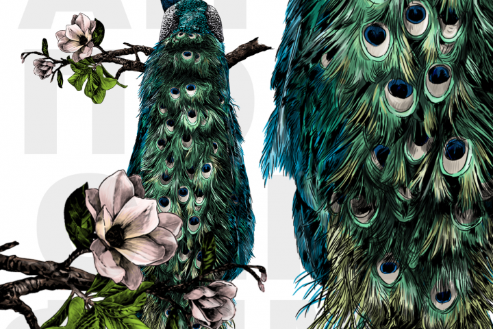 Павлин на ветке магнолии