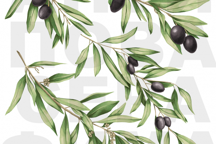 Веточки оливы