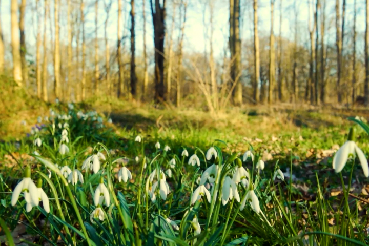 Проект видеомонтажа - Весна