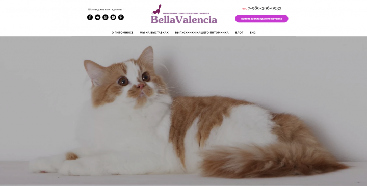 Видео про шотландских кошек