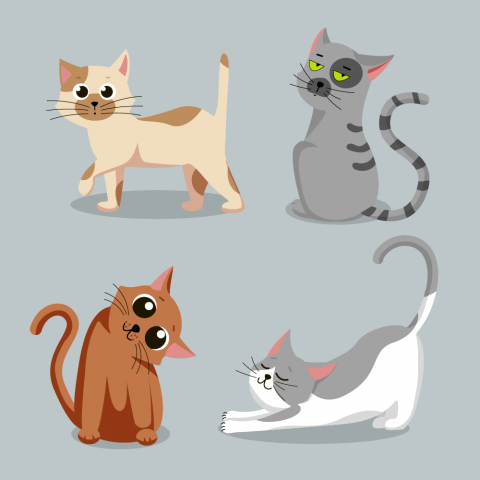 Котики