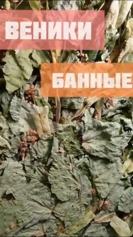 Веники для Бани (особенности охоты)