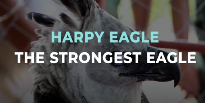 Harpy Eagle - The Strongest Eagle on Earth