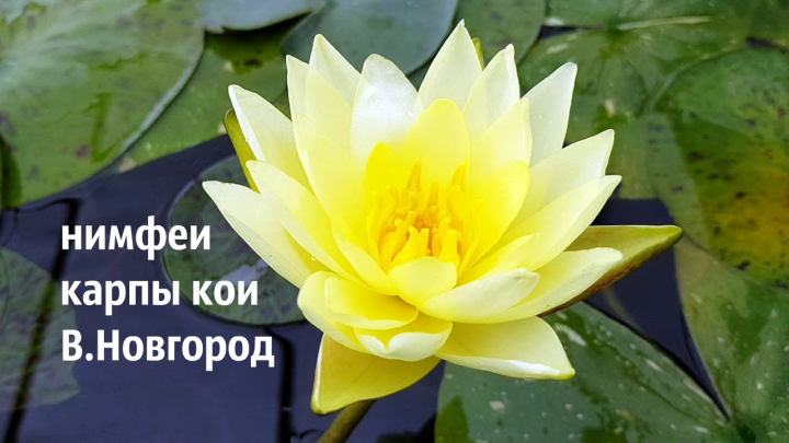 Работа 3982767