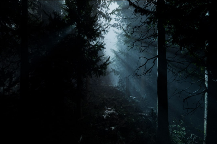 Night forest