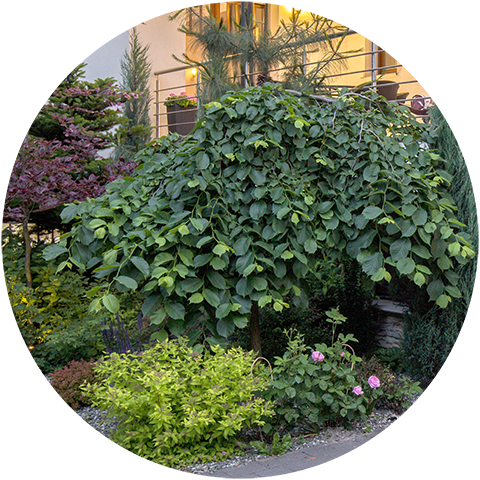 Лифлет для компании Climate Garden