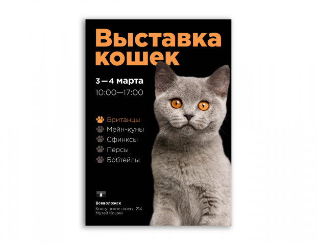 Выставка кошек A2