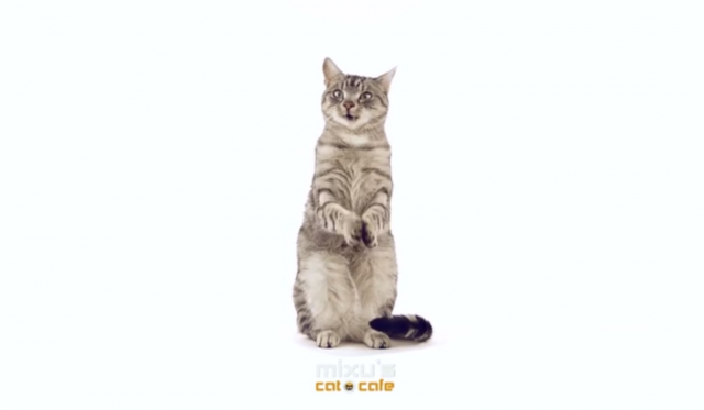 Говорящие коты