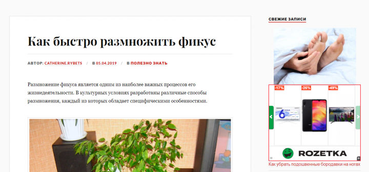Как быстро размножить фикус