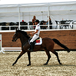 Конный спорт