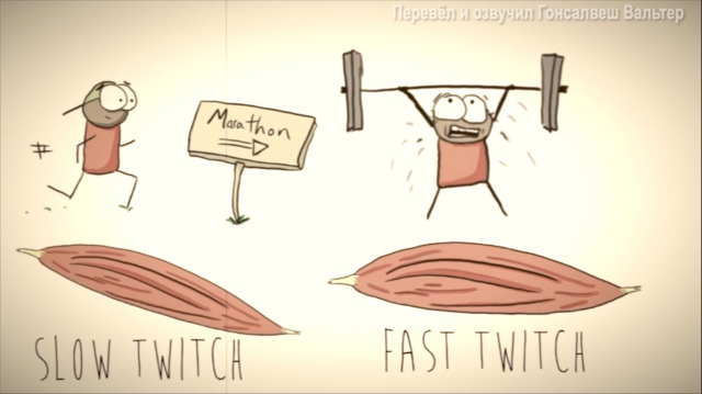 Базовая информация о мышцах АНГЛ – РУС (спорт, фитнес)