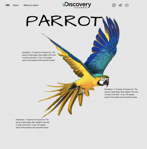 Parrot