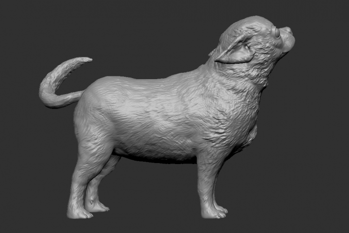 Dog