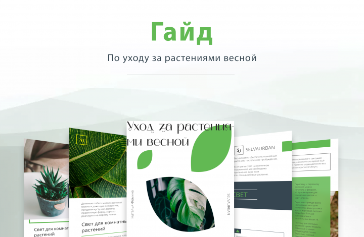 Гайд по уходу за растениями