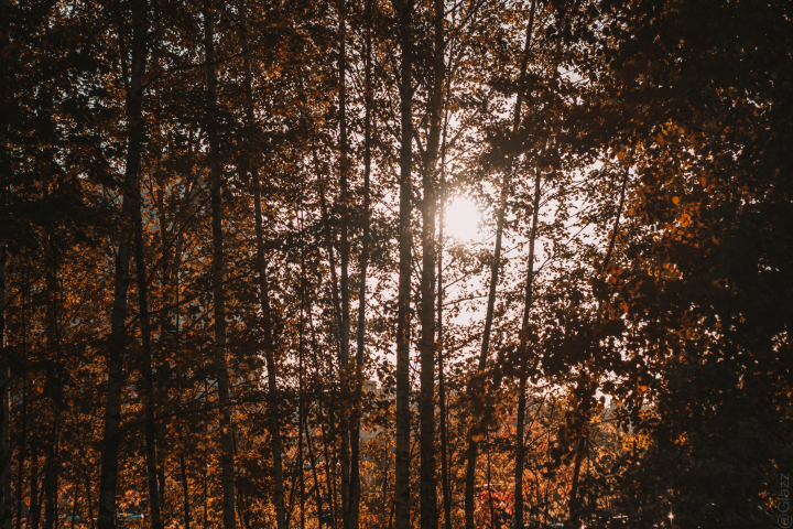 Объектив Canon 50mm 1.8 II