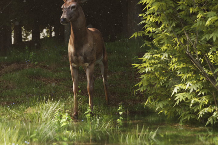 Deer cinematic