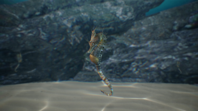 Hippocampus breviceps