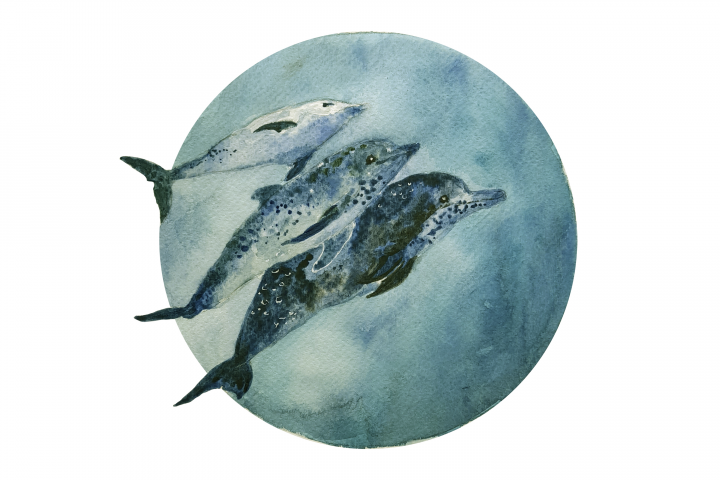 Dolphins more