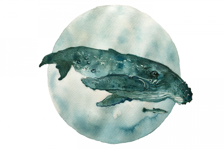 whales