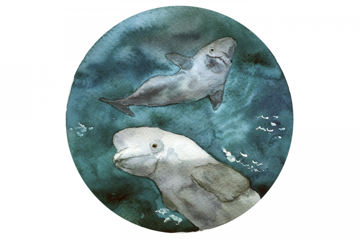 dolphins