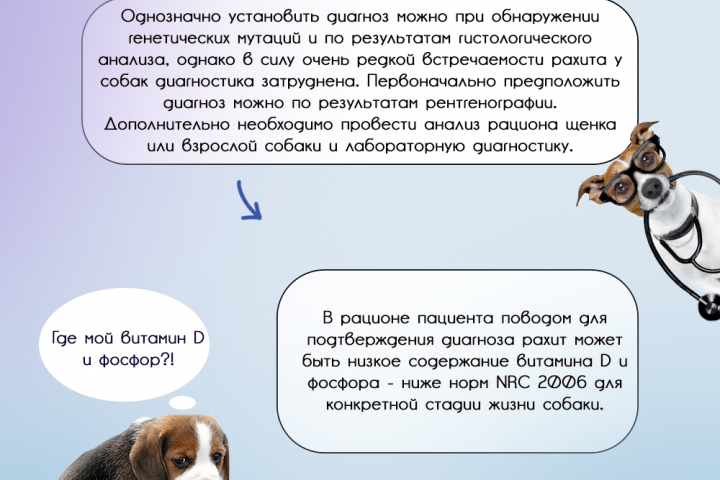 Информационная карточка для вет. клиники