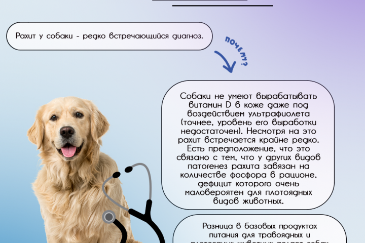 Информационная карточка для вет. клиники