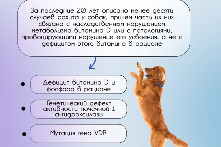 Информационная карточка для вет. клиники